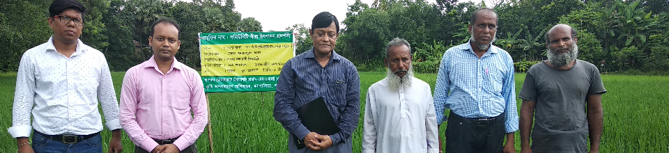 বিইউ সুগন্ধি হাইব্রিড ধান-১