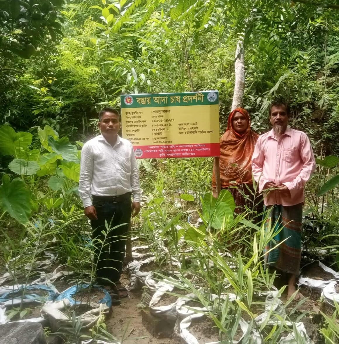 বস্তায় আদা চাষ