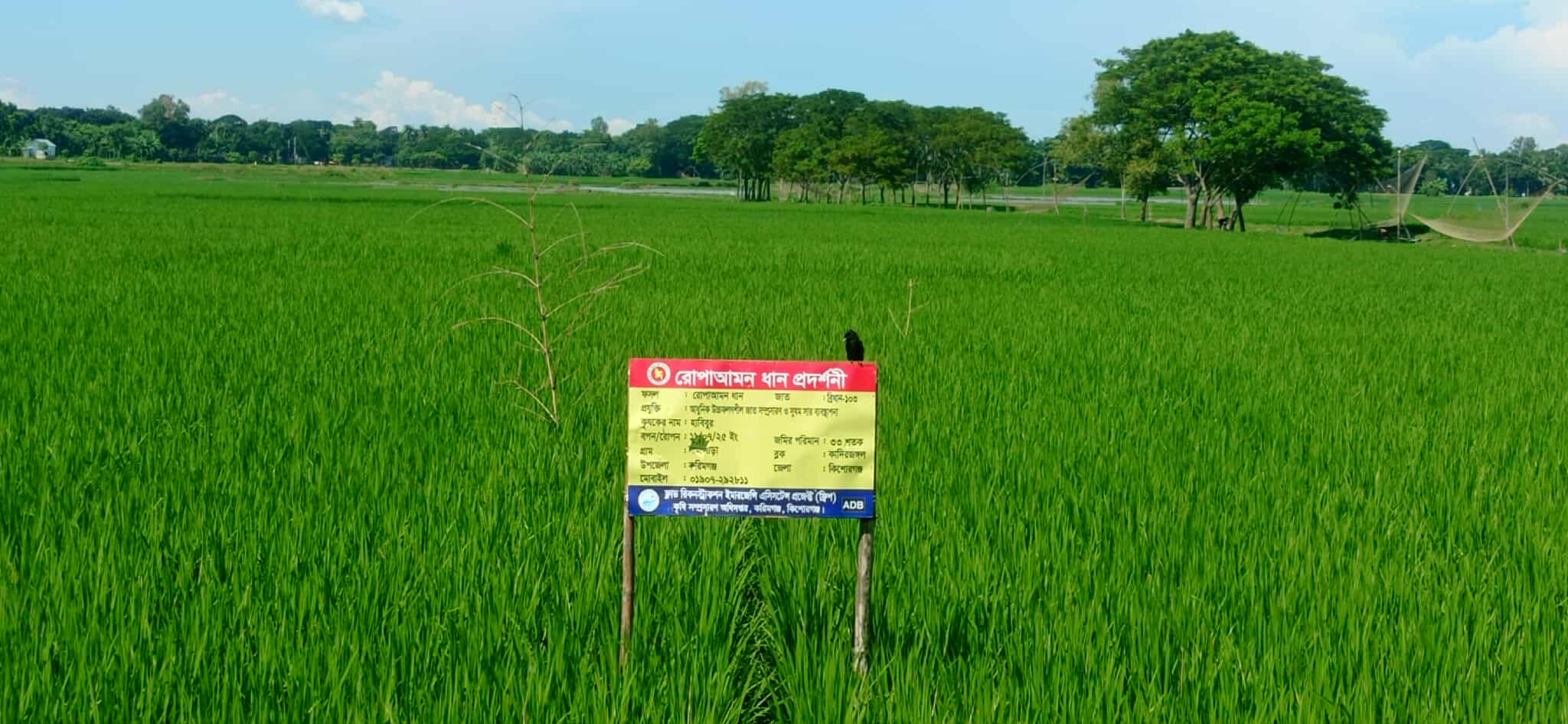 রোপা আমন ধানের জমিতে পার্চিং