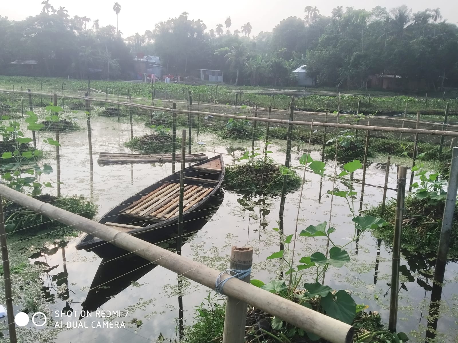 ভাসমান বেডে সবজি চাষ