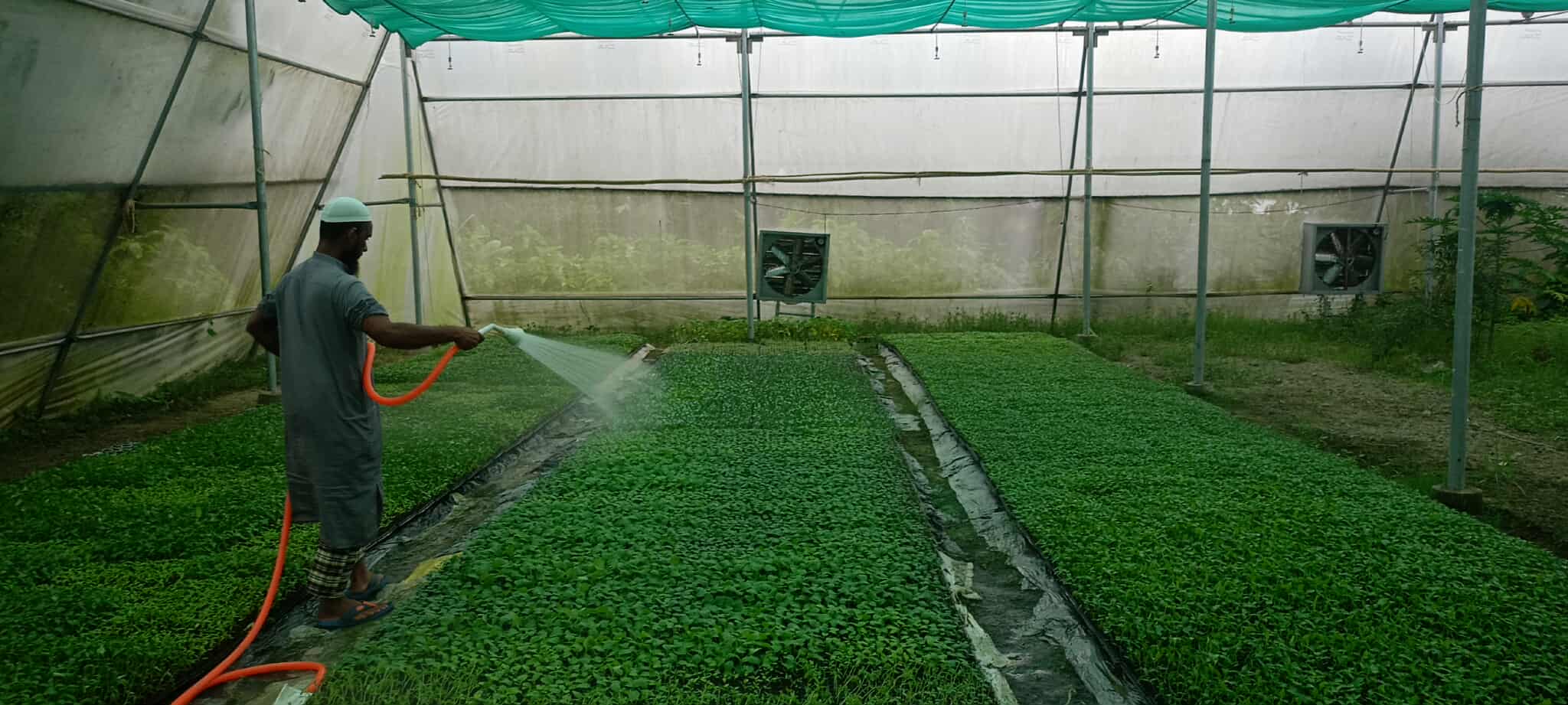 পলিনেট হাউজে চারা উৎপাদন