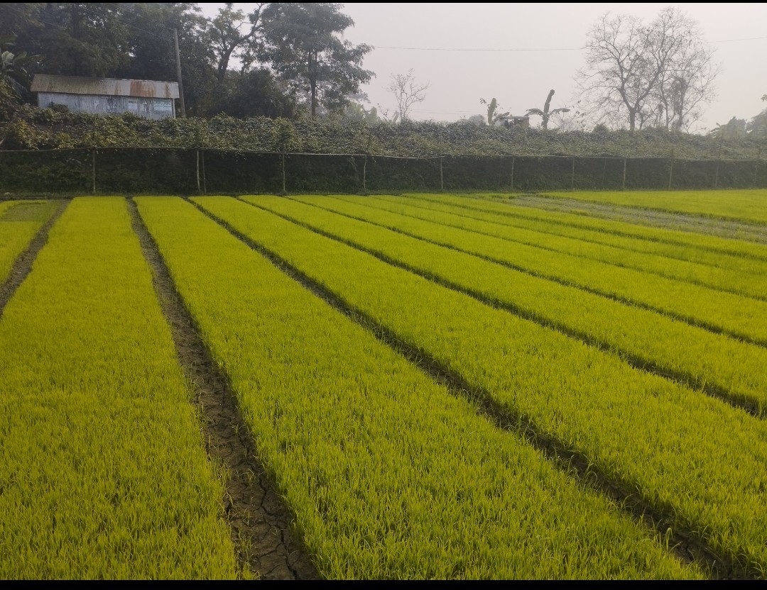 আদর্শ বীজতলা