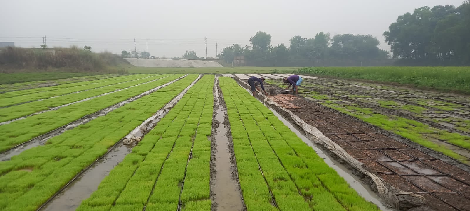 সমালয়ের বীজতলা তৈরী/2022