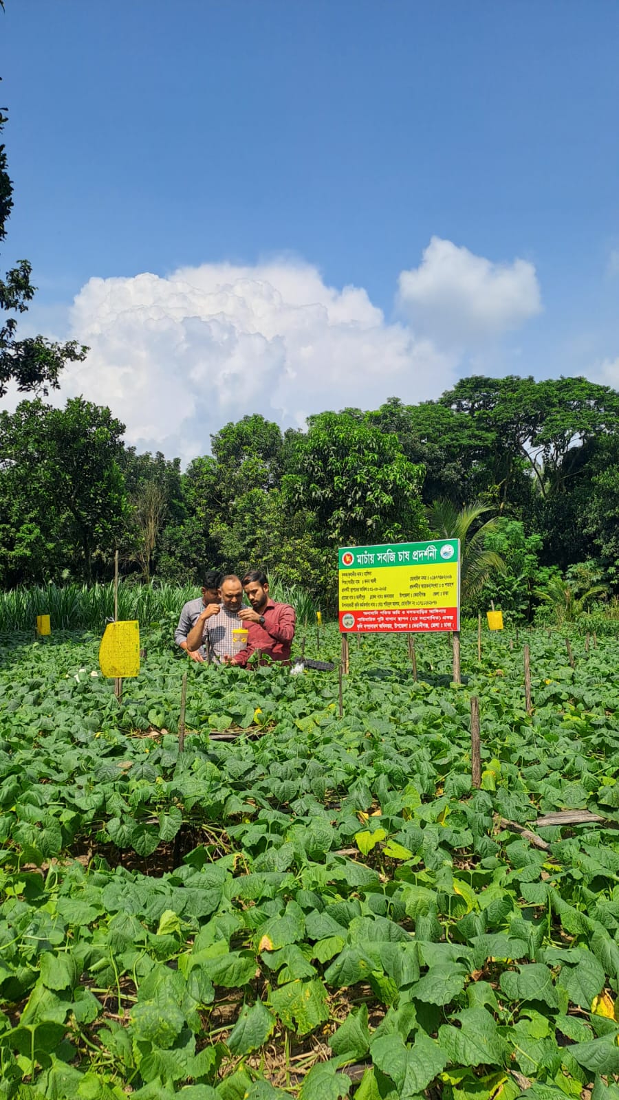 মাচায় সবজি চাষ