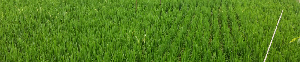 প্রধানমন্ত্রীর ব্যানারের ছবি