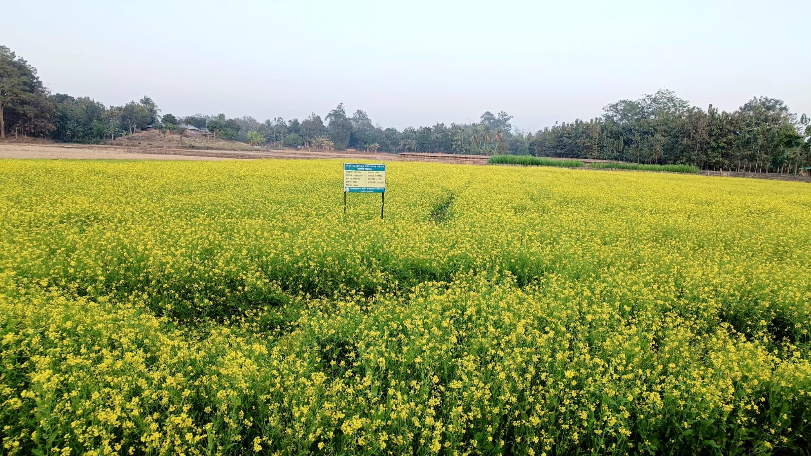 সরিষা আবাদ