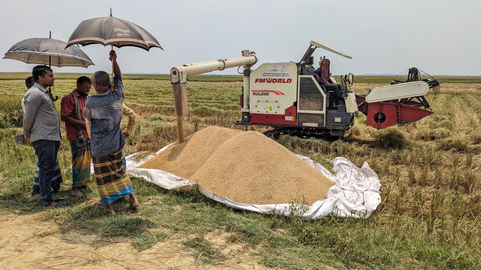 ধান কর্তন