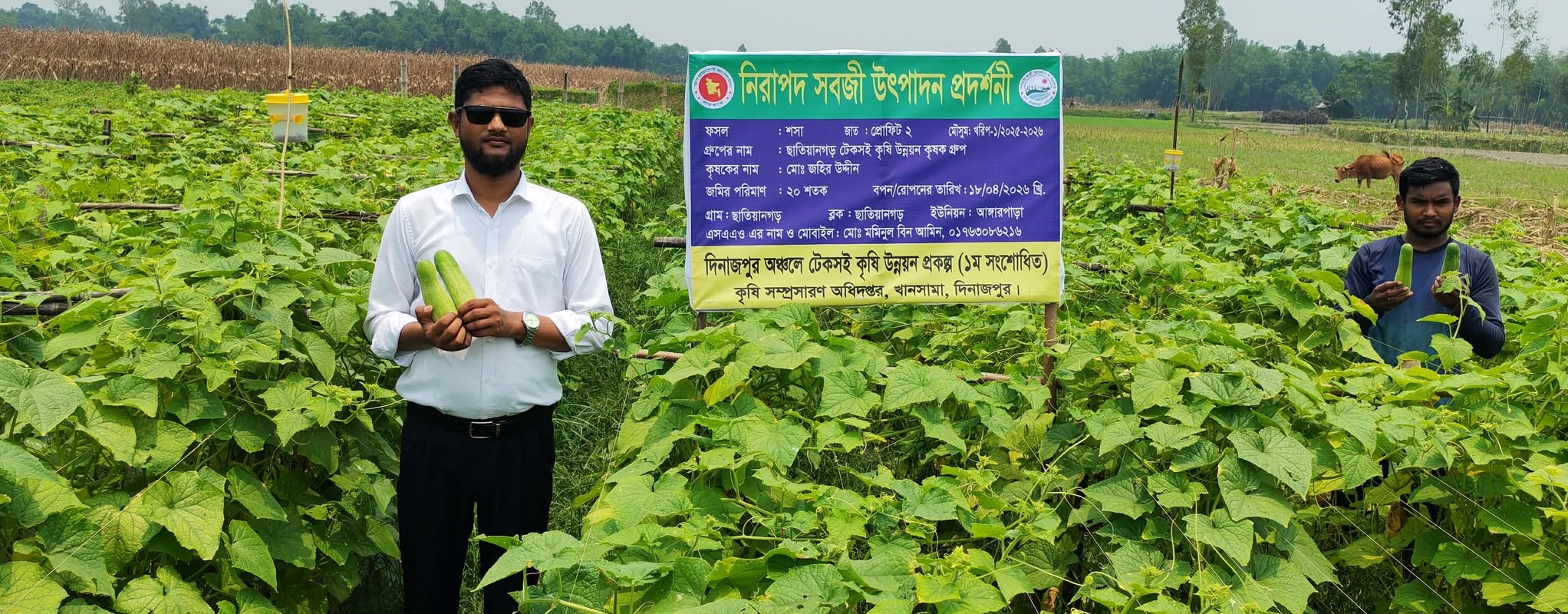 শসা