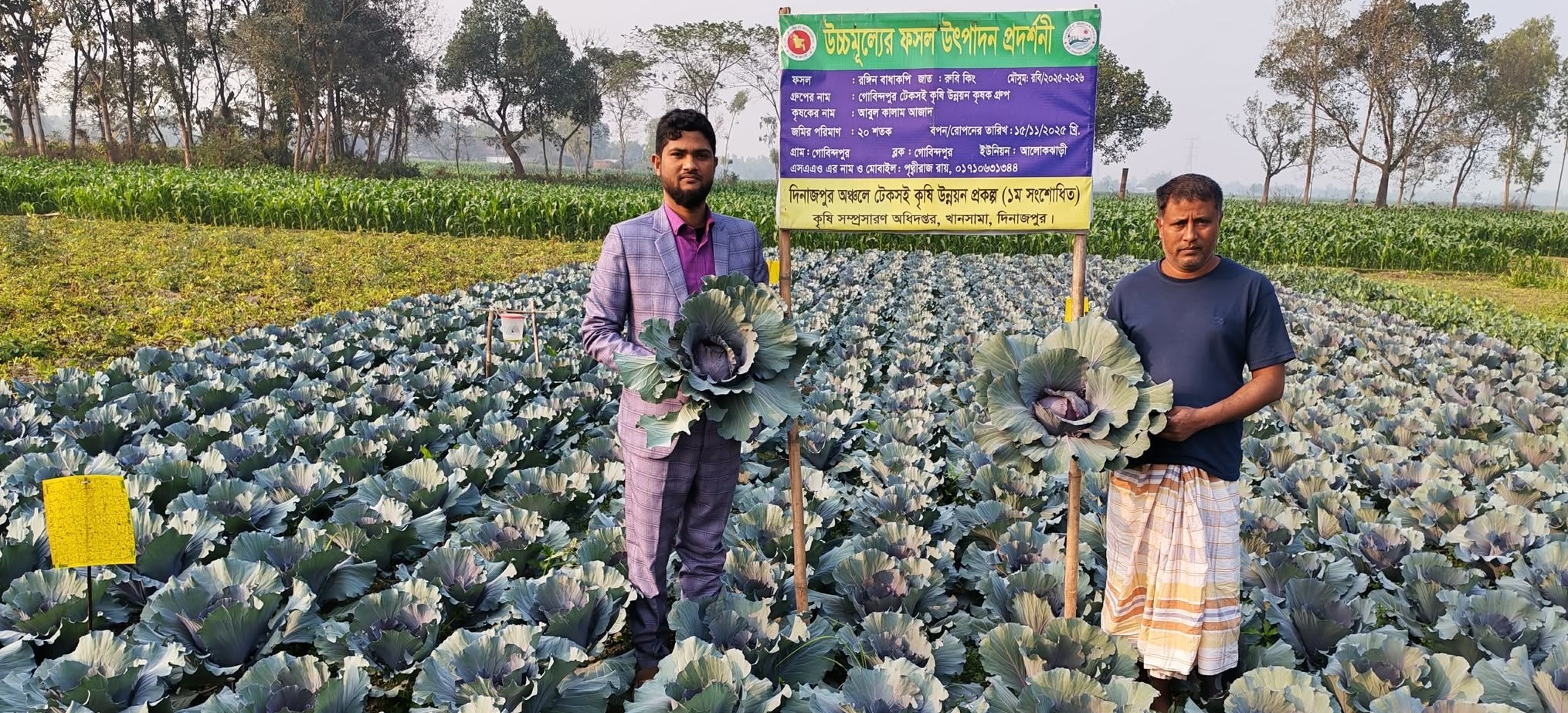 Cabbage