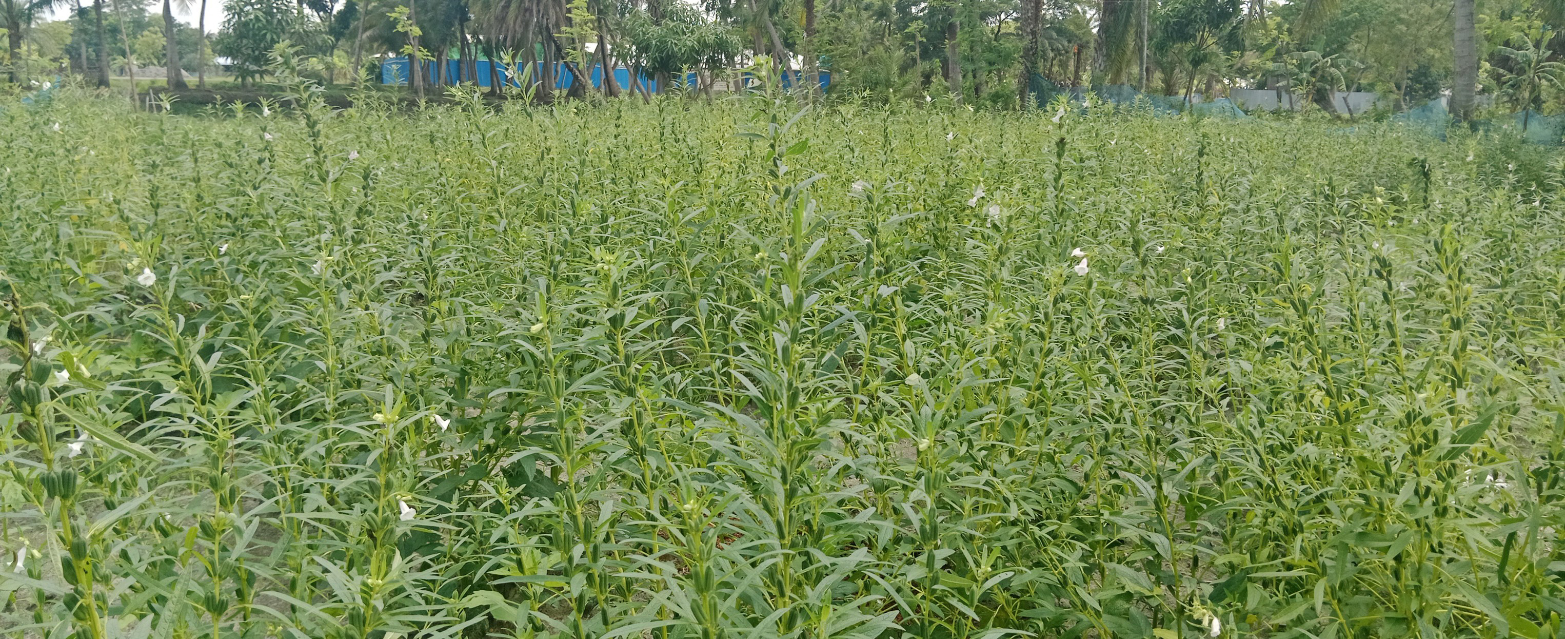 ব্যানার