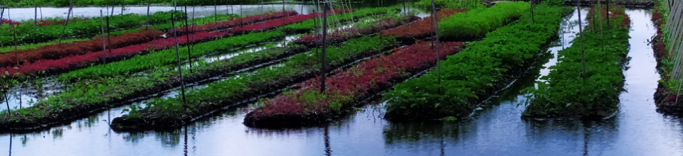 ভাসমান বেডে চাষাবাদ