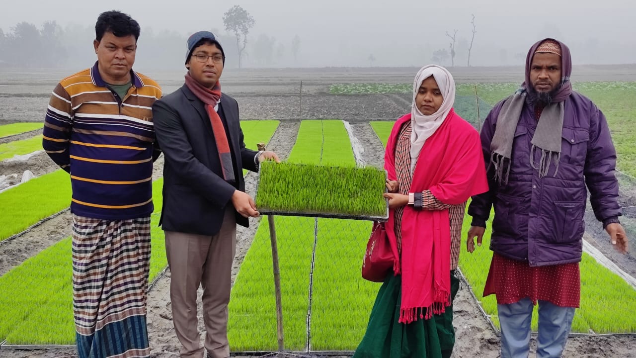 রাইস ট্রান্সপ্লান্টারের সাহায্যে রোপনের জন্য ট্রে তে তৈরিকৃত ধানের চারা