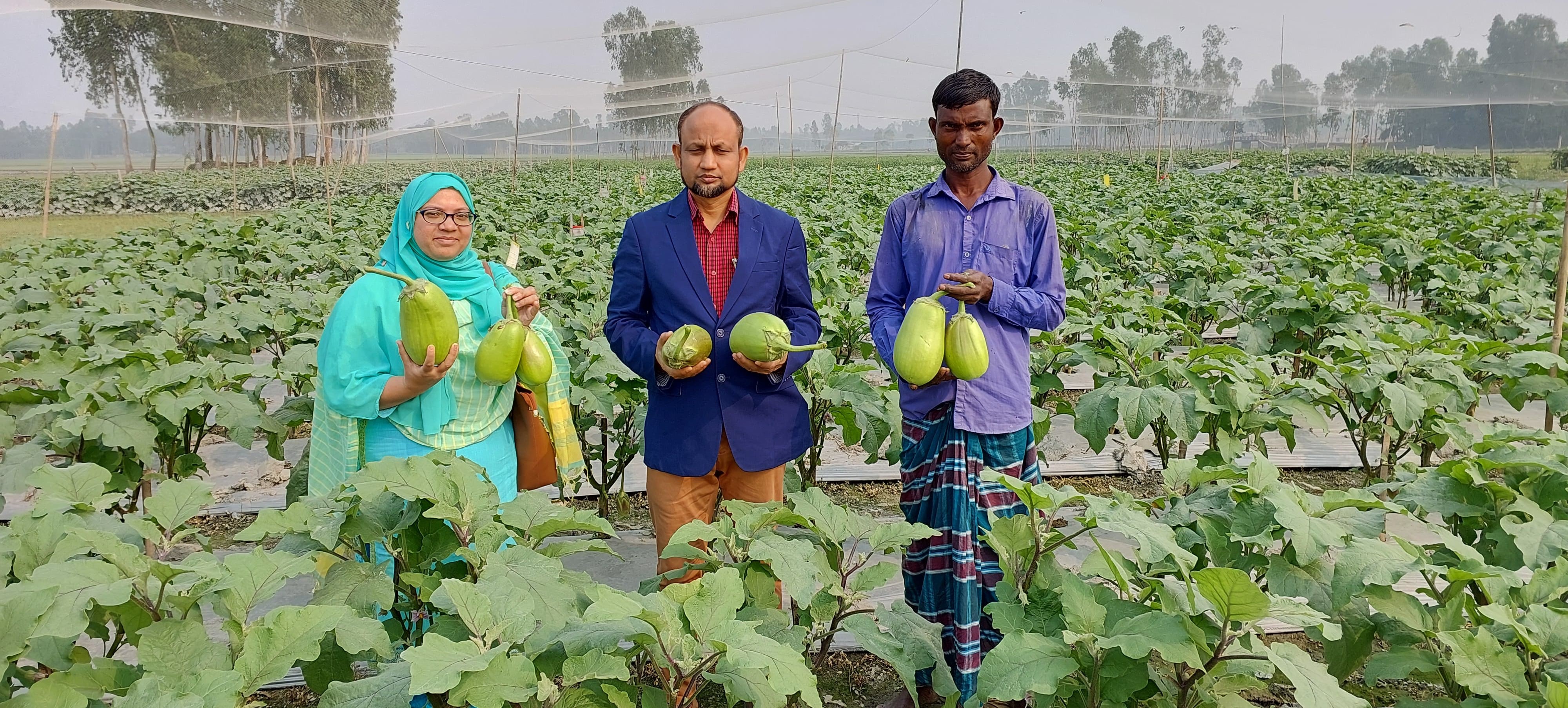 কুড়িগ্রাম সদরে বাবি বেগুন ১২ এর আবাদ