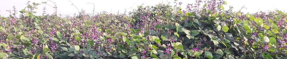 উপজেলা কৃষি অফিস, কুড়িগ্রাম সদর, কুড়িগ্রাম।