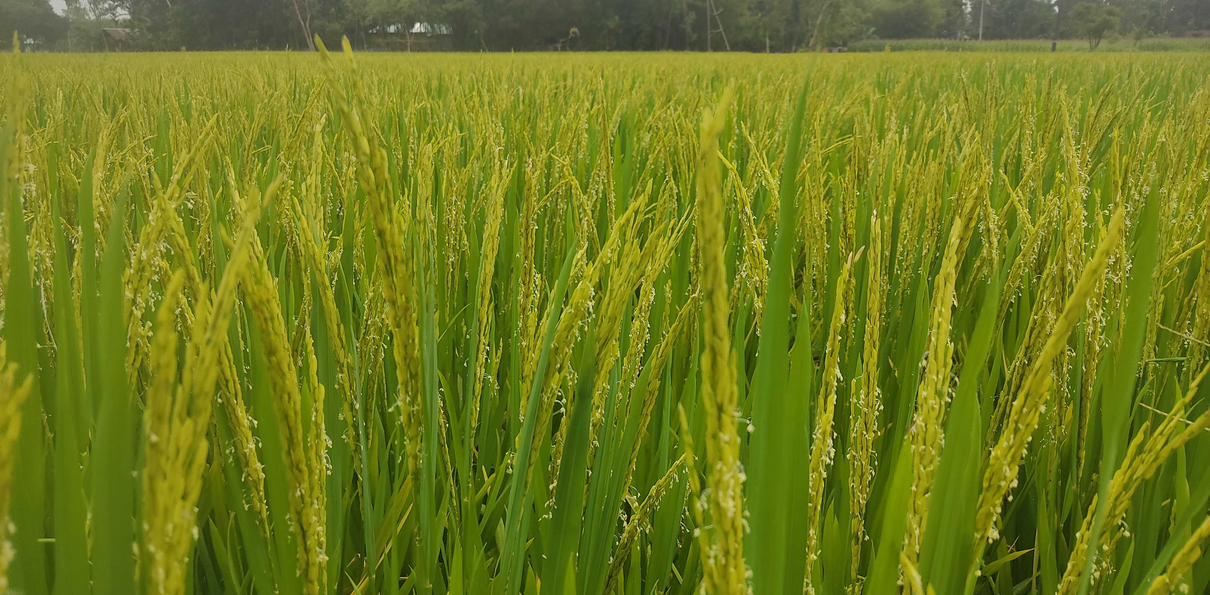 ব্রিধান ১০২