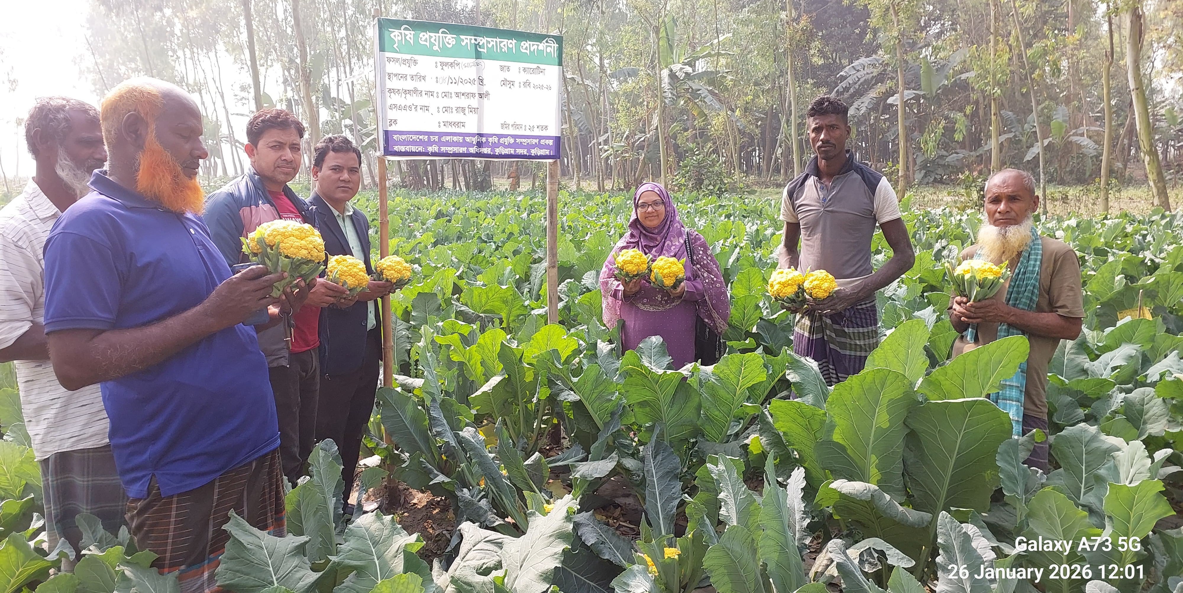 রঙ্গিন ফুলকপি ক্যারোটিনা