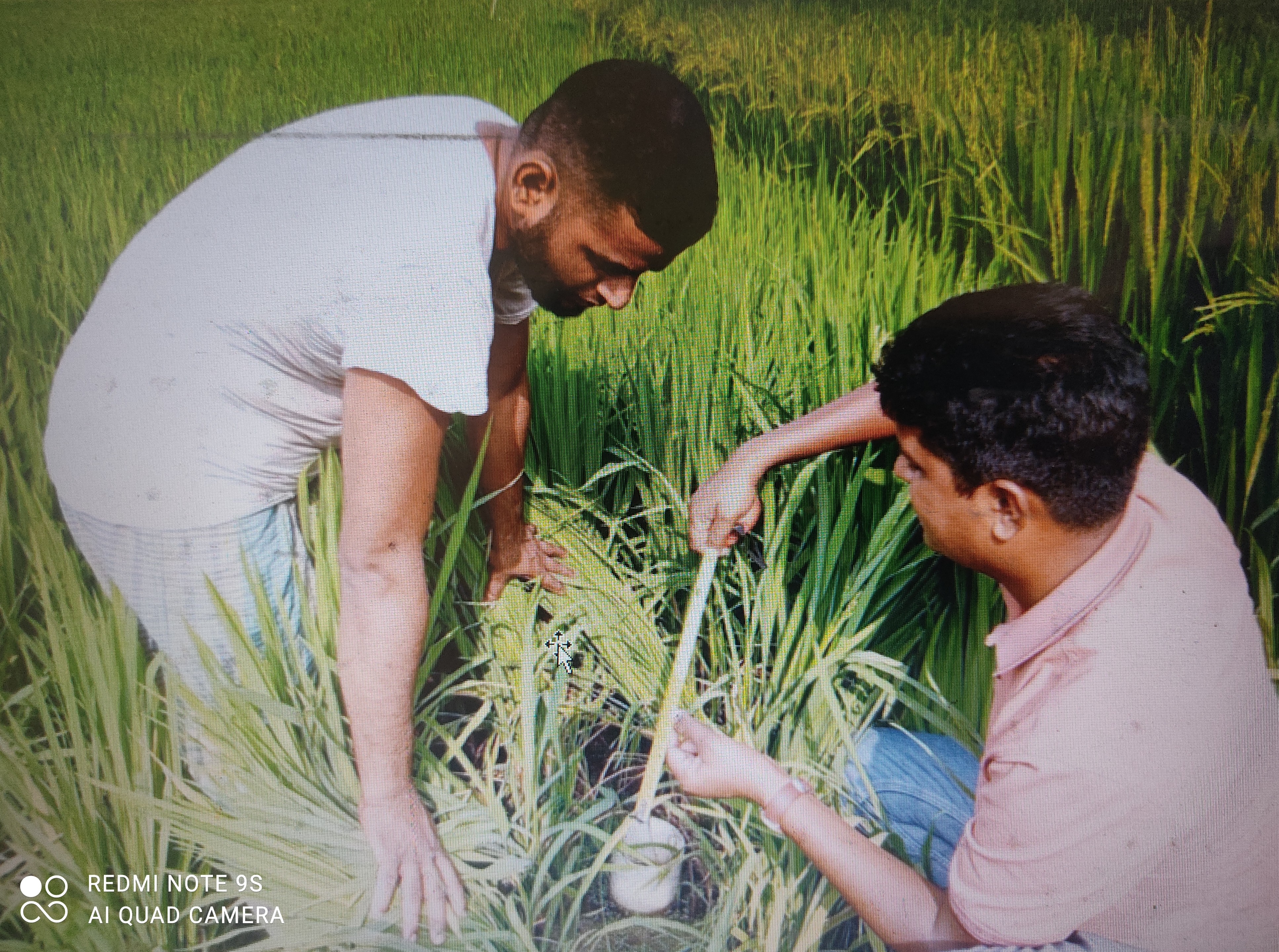 সেবাসমূহ