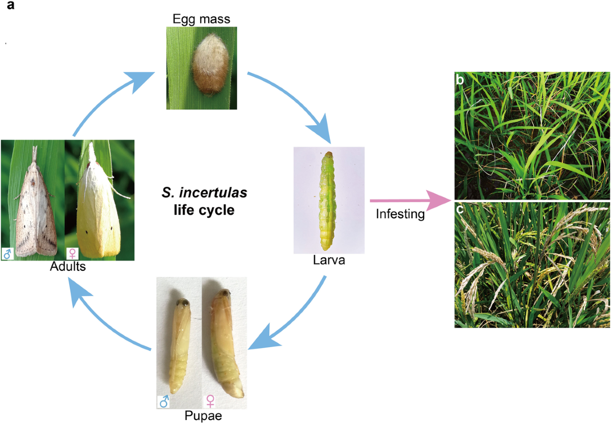 বালাইনাশক লাইসেন্স(নতুন/নবায়ন)