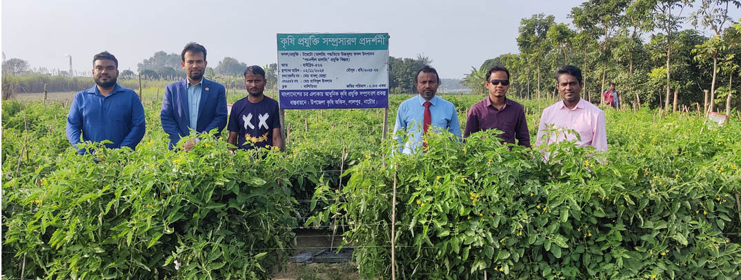 টমেটো