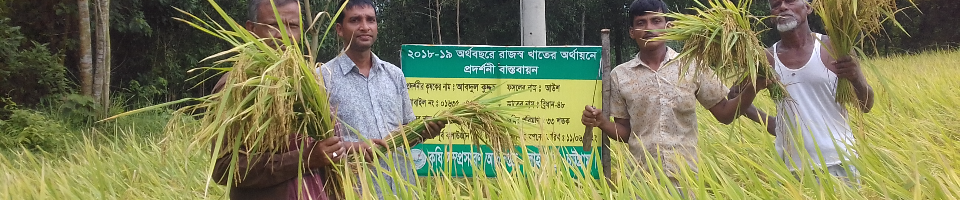 শস্য কর্তন