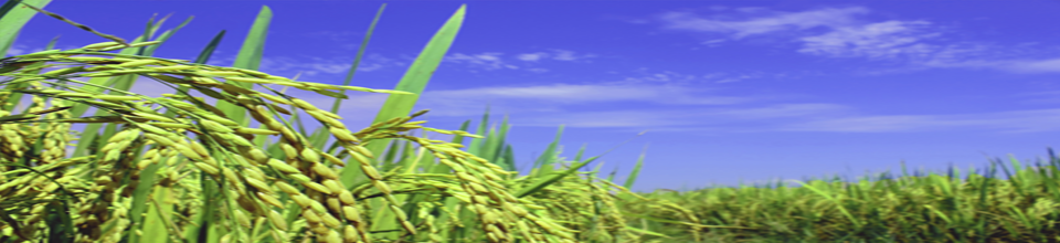 বাংলার কৃষি