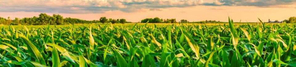 উদীয়মান শস্য