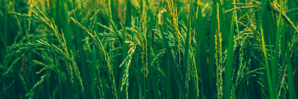 কৃষিই সমৃদ্ধি