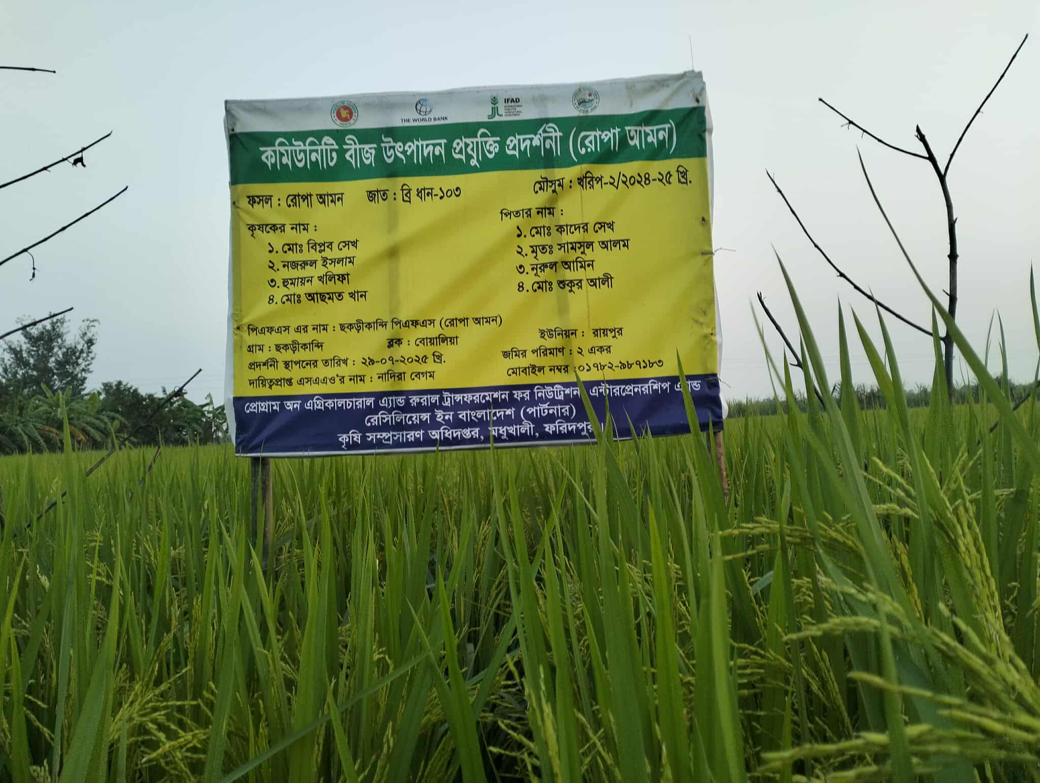 পার্টনার প্রকল্পের রোপা আমন প্রদর্শনীর স্থির চিত্র