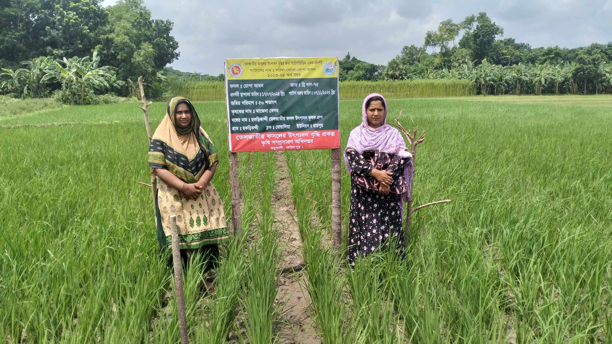 তেল জাতীয় ফসলের উৎপাদন বৃদ্ধি প্রকল্পের আওতায় রোপা আমন প্রদর্শনীর মাঠ চিত্র