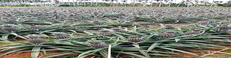 উপজেলা কৃষি অফিস