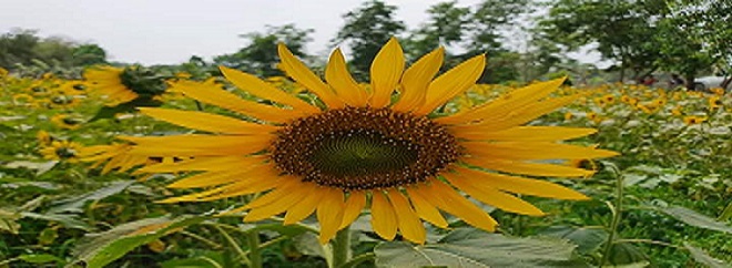 সূর্যমুখীর হাসি