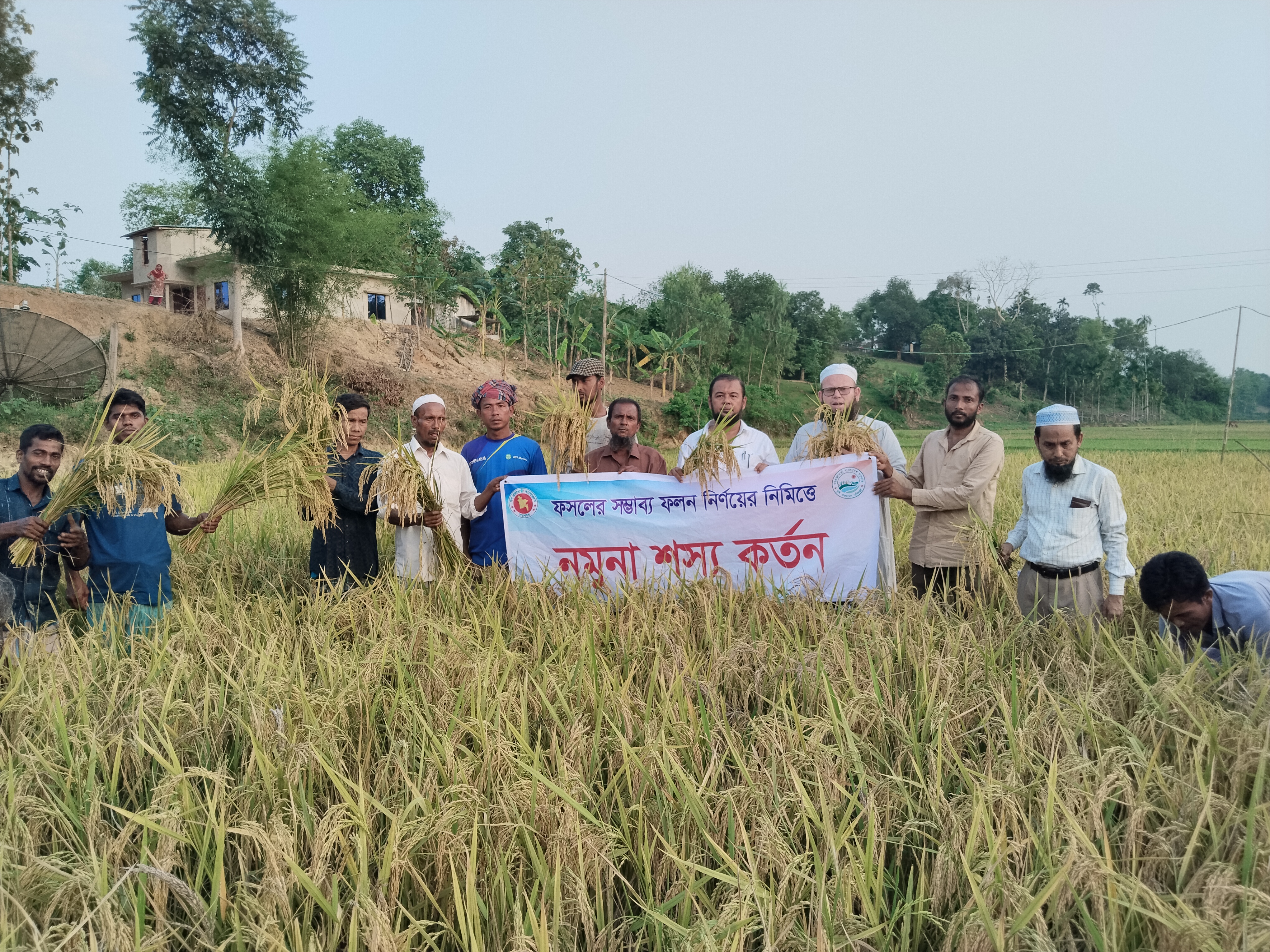 নমুনা শস্য কর্তন