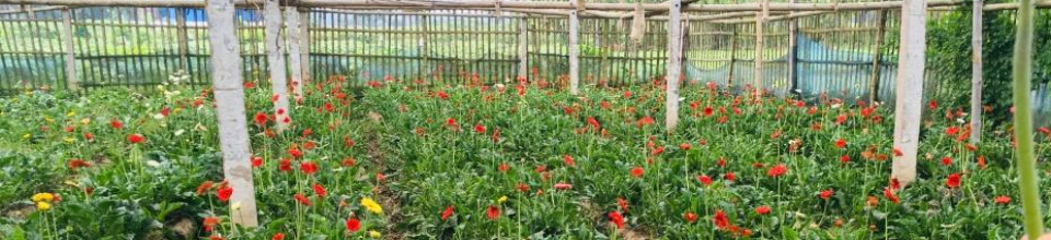 জারবেরা