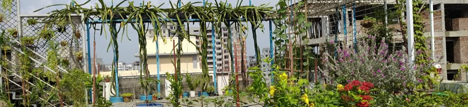 ছাদ কৃষি