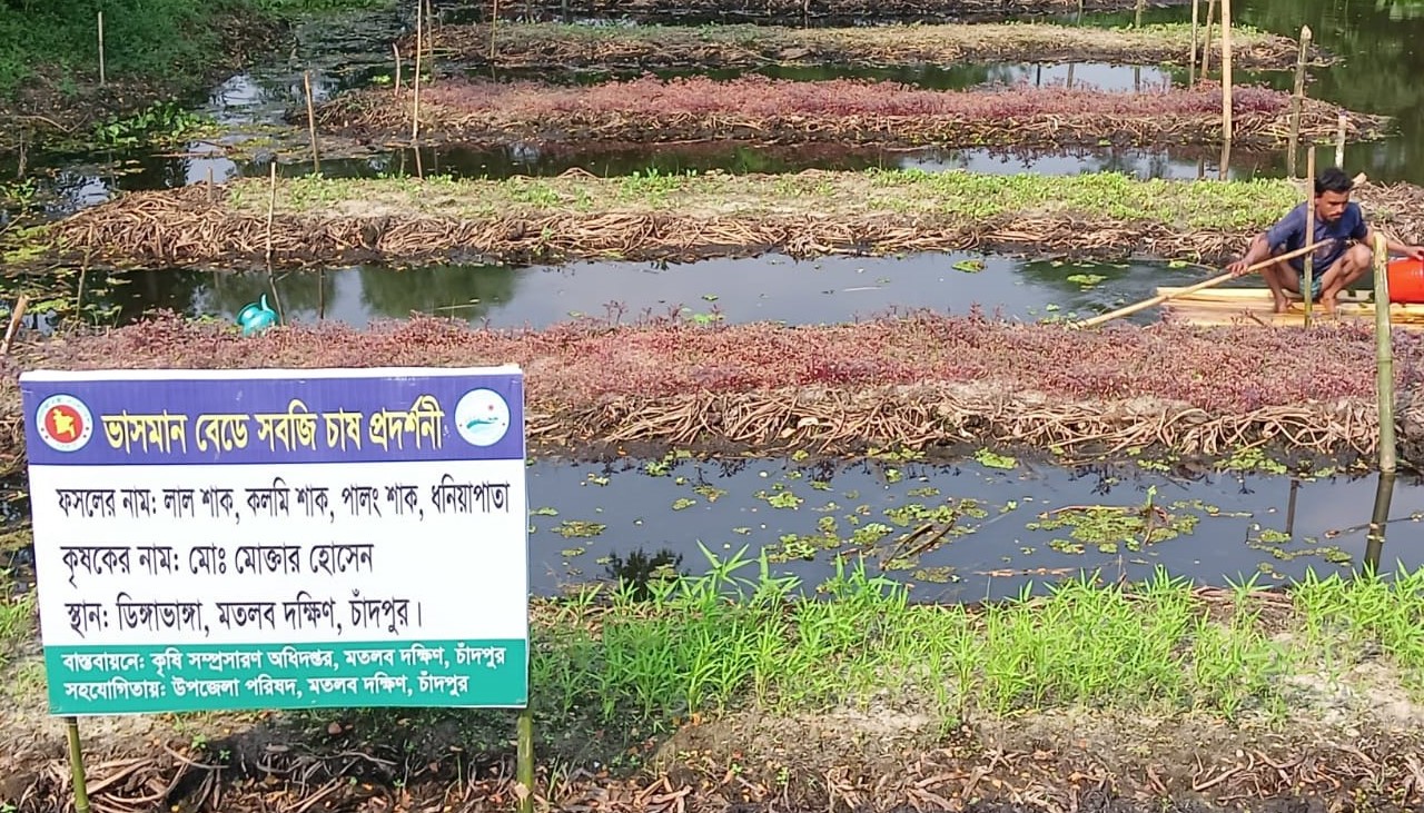 ভাসমান বেডে সবজি চাষ প্রদর্শনী