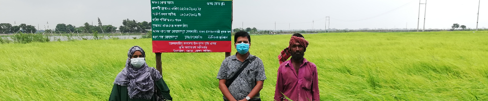 কৃষক মাঠ