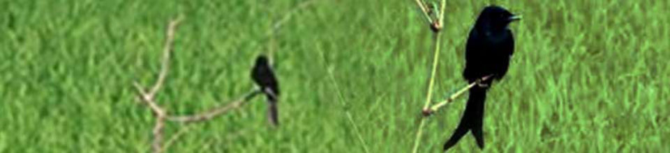 পার্চিং
