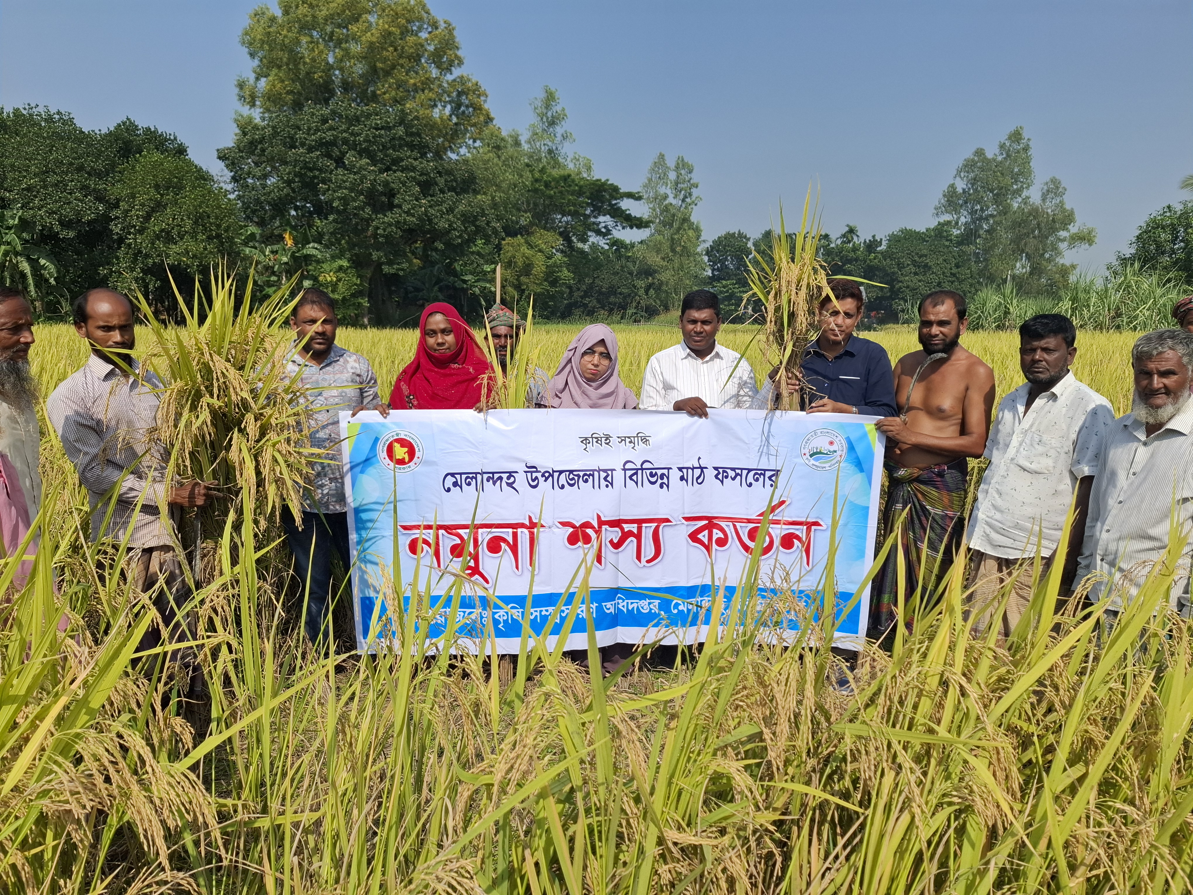 নমুনা শস্য কর্তন