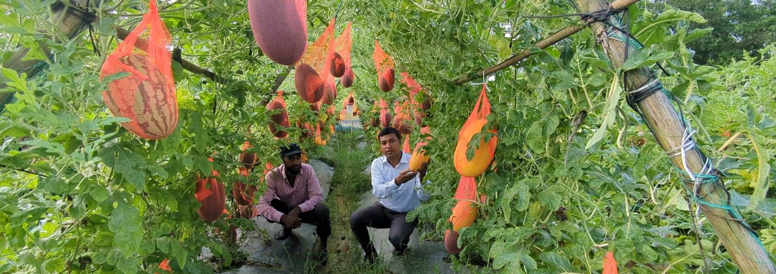 offseason watermelon