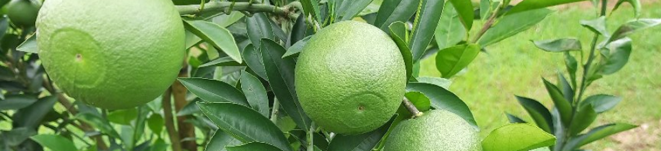 বারি মাল্টা-১