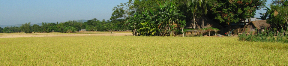 ধান ক্ষেত