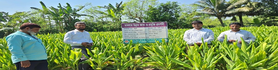 হলুদ প্রদর্শনী