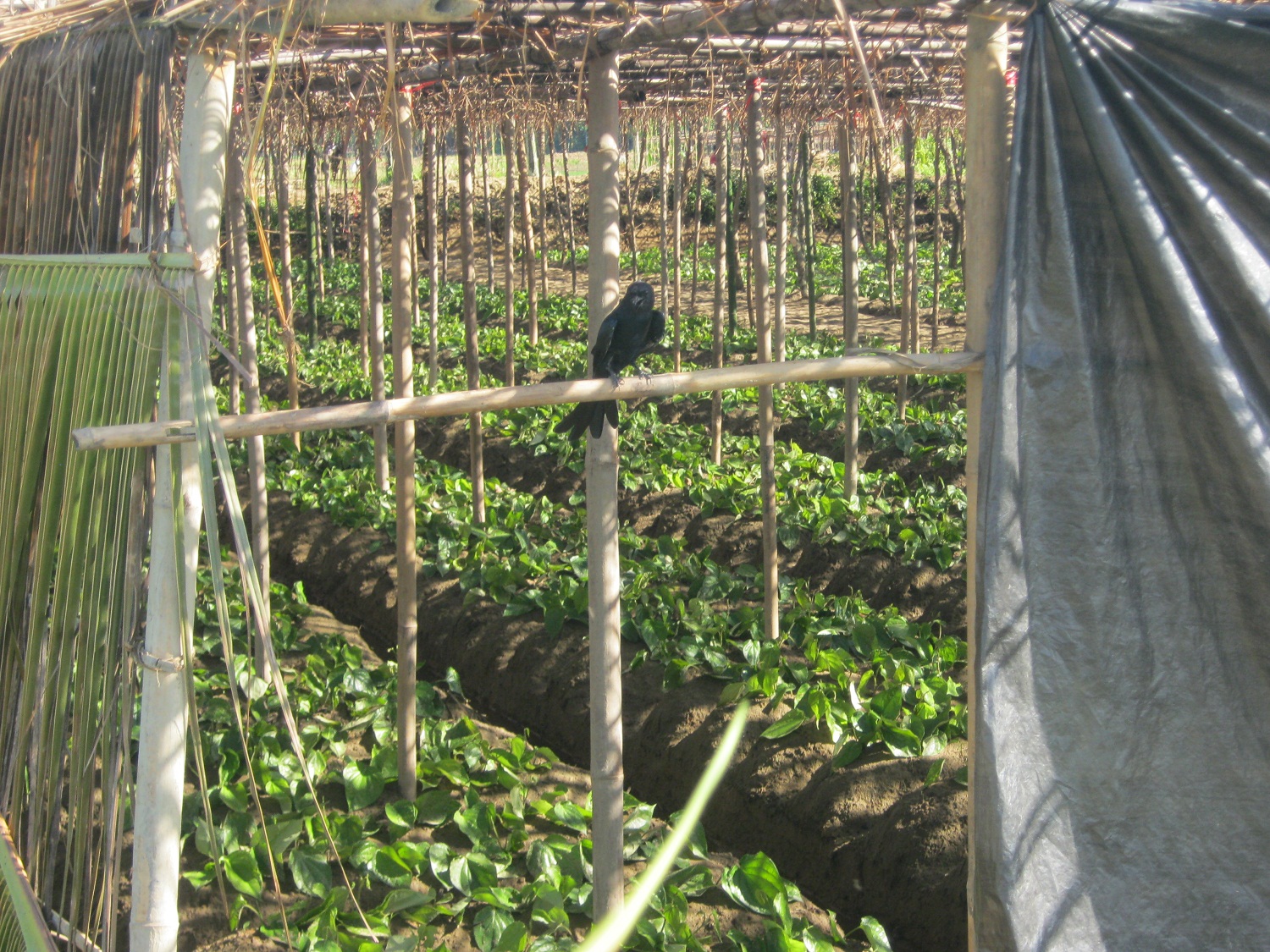মহেশখালীর পান বরজ।