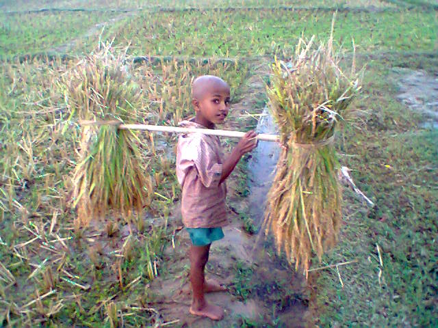 ছেলেটা মাঠ থেকে ধান নিয়ে বাসায় যাচ্ছে।