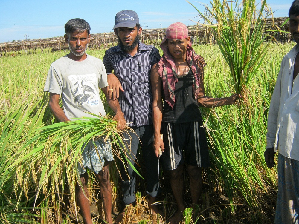 উপ-সহকারী কৃষি কর্মকর্তা কৃষকের সাথে আউশ কর্তন এর ছবি।