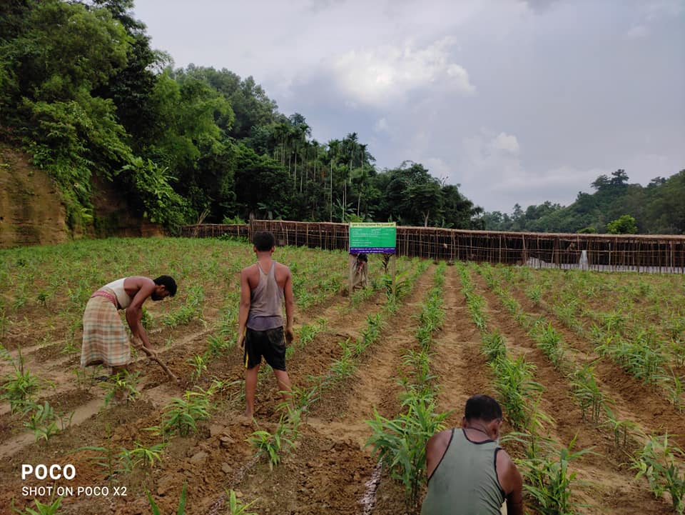 আদা প্রদর্শনীর ছবি। ছোটমহেশখালী