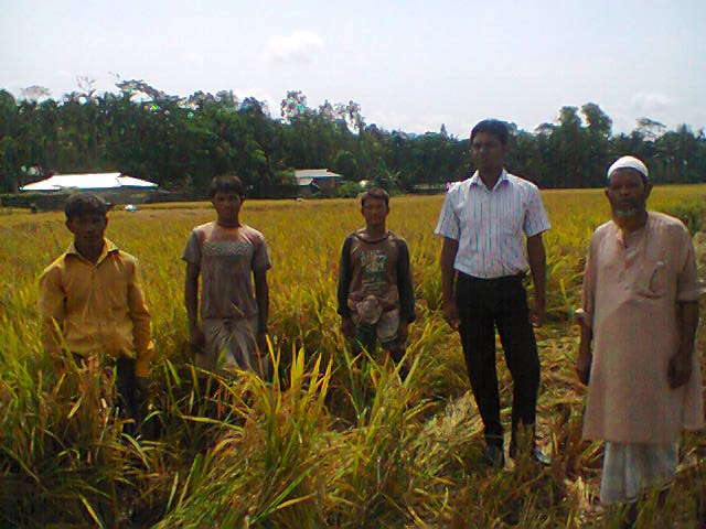 বোরো মেৌসুমে প্রদর্শনী কর্তন করতেছে।