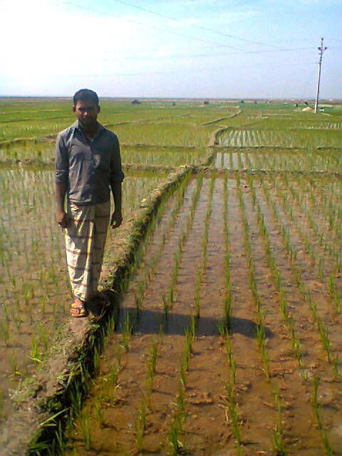 উপজেলা কৃষি অফিসের ফটোগ্যালারী