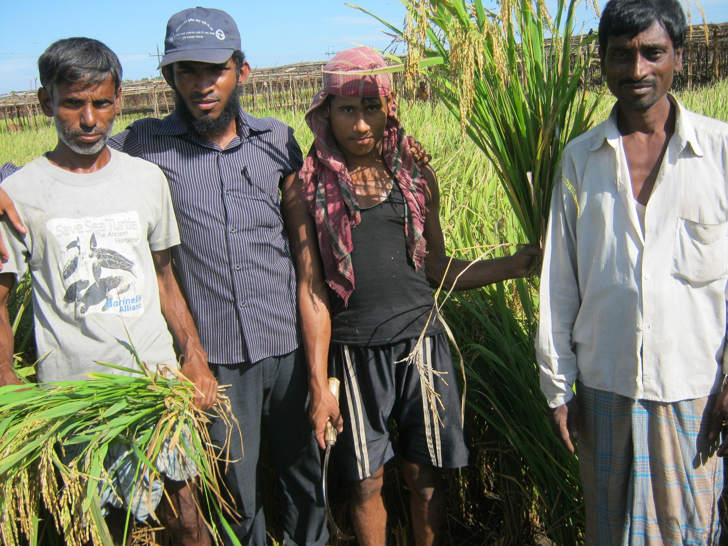 উপ-সহকারী কৃষি কর্মকর্তা কৃষকের সাথে আউশ কর্তন এর ছবি।