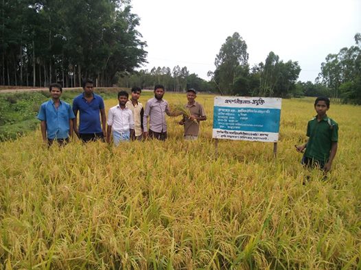 ছোটমহেশখালী বোরো ধানের শস্য কর্তন/2015।